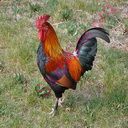 rooster (Oops! image not found)